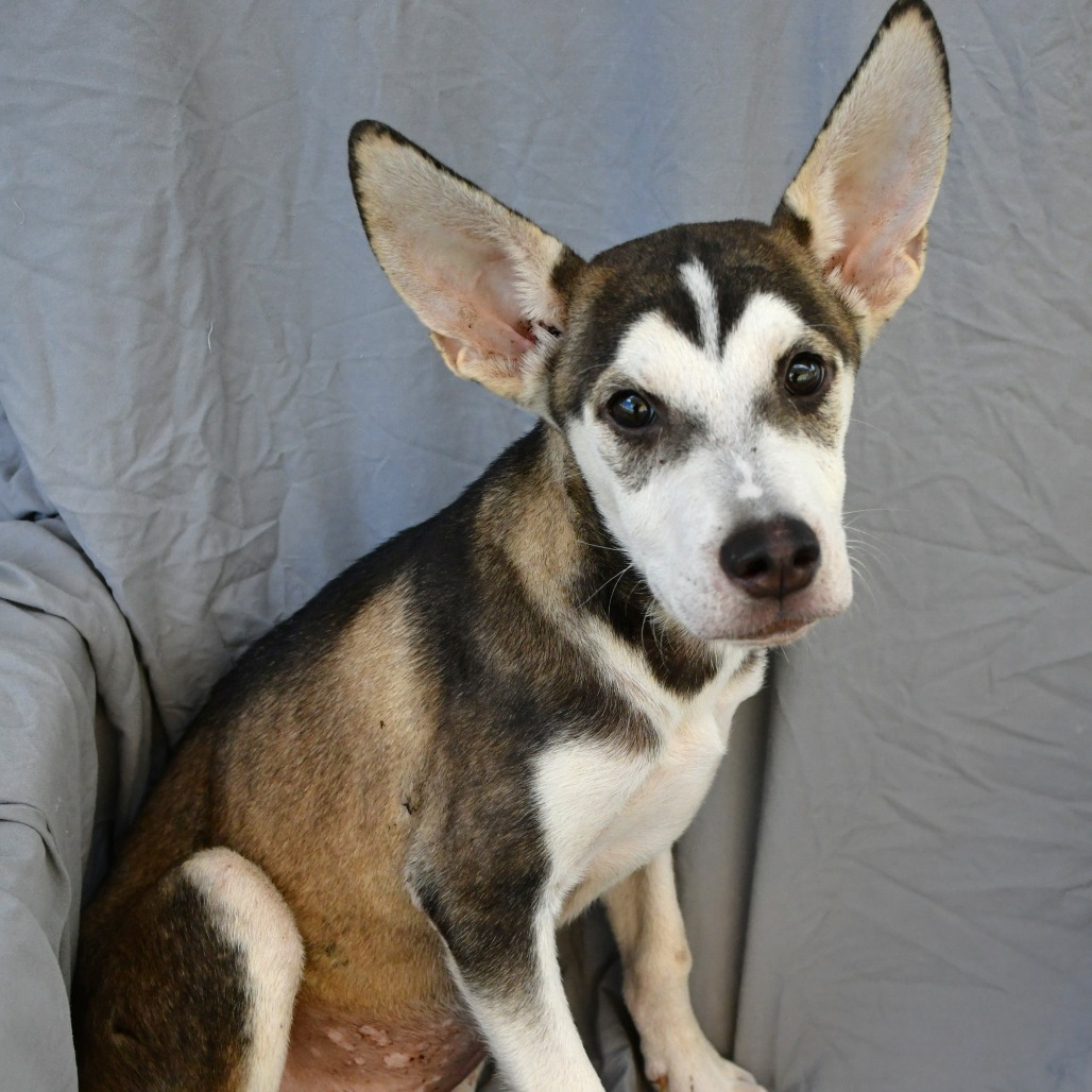 SCAMPI - Husky for adoption in Beaumont