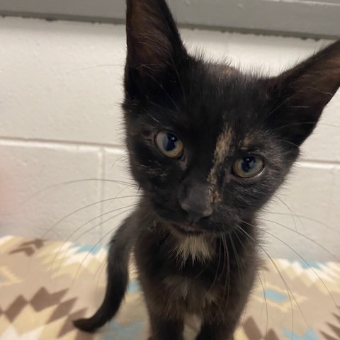 BUTTERCUP - Domestic Shorthair available for adoption