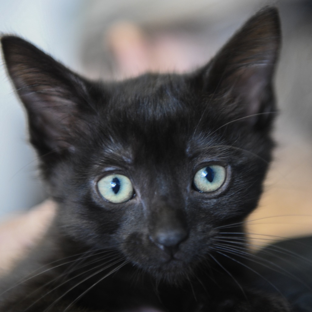 Mandy - Domestic Shorthair