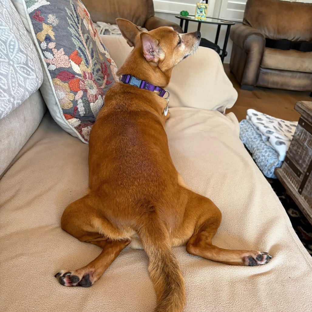 Nutmeg, photo 12