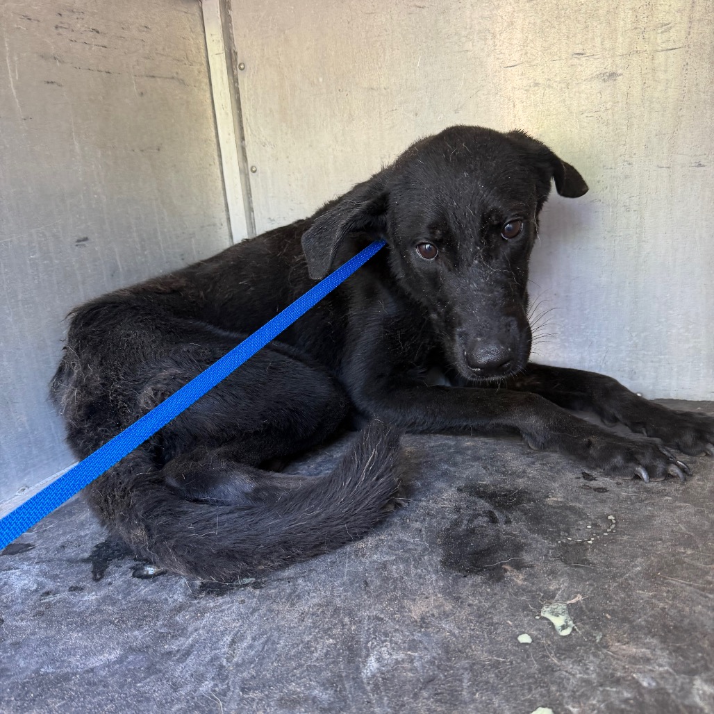 ROLI POLI - Retriever / Mix available for adoption