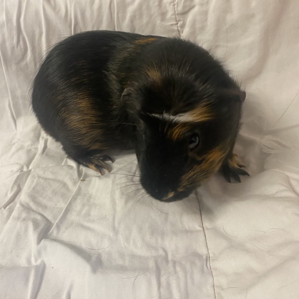 JACKSON 5 - Satin available for adoption