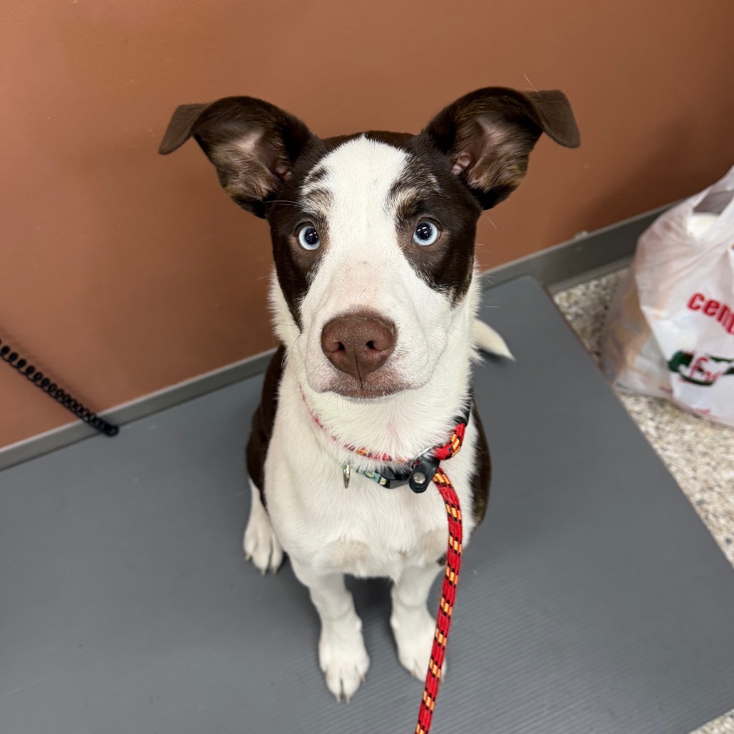 Talli — thumbnail 3