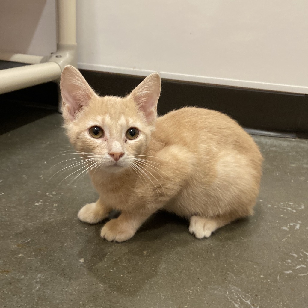 TOULOUSE - Domestic Shorthair available for adoption
