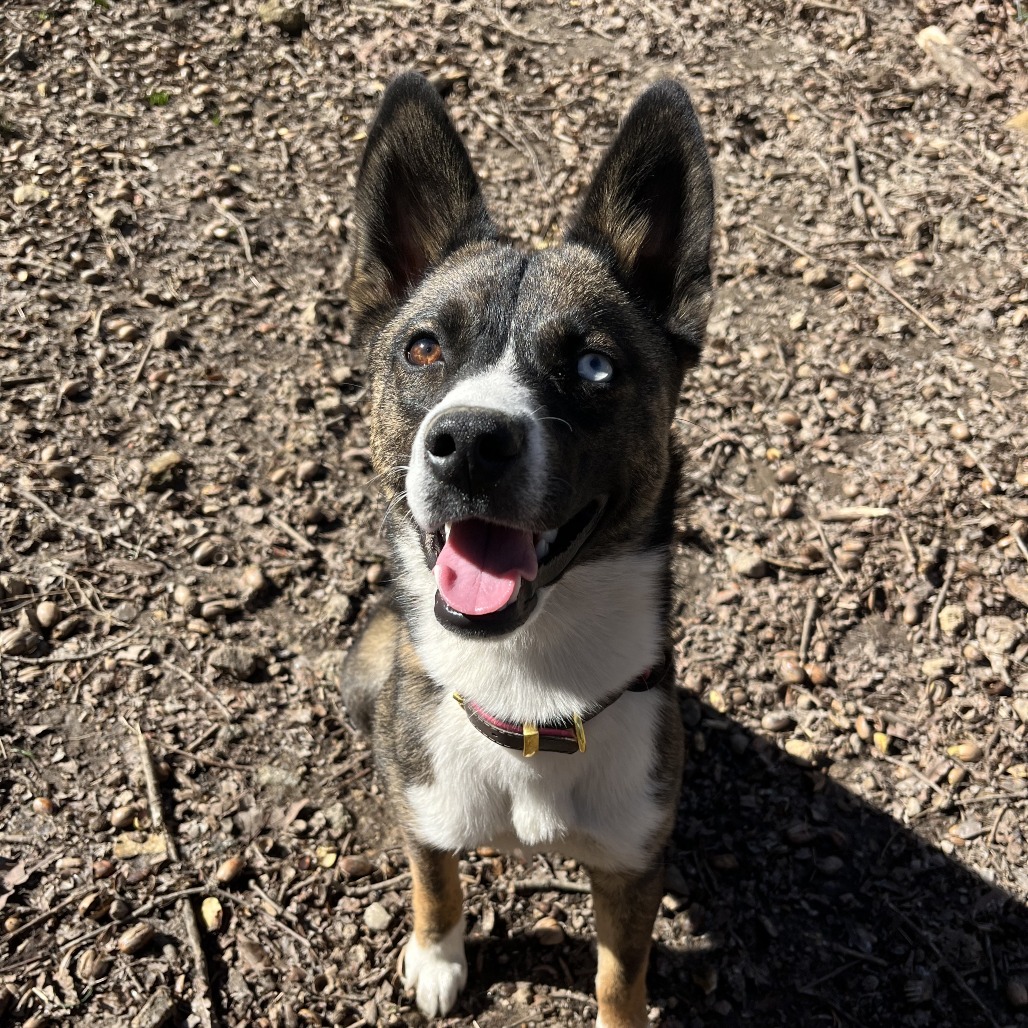 Suki — thumbnail 5