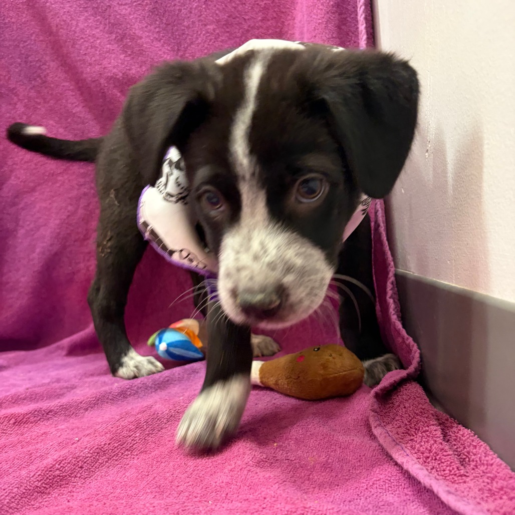 Hank Williams Jr — thumbnail 7