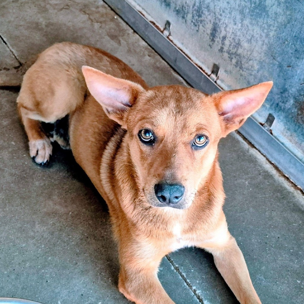BETO - Shepherd / Mixed Breed (Medium) available for adoption