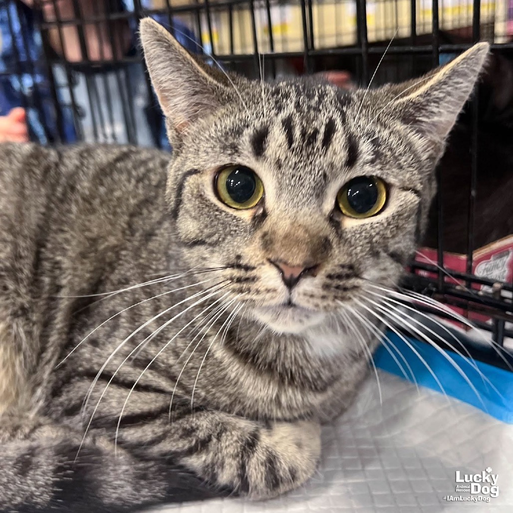 BABE RUTH - Domestic Shorthair available for adoption