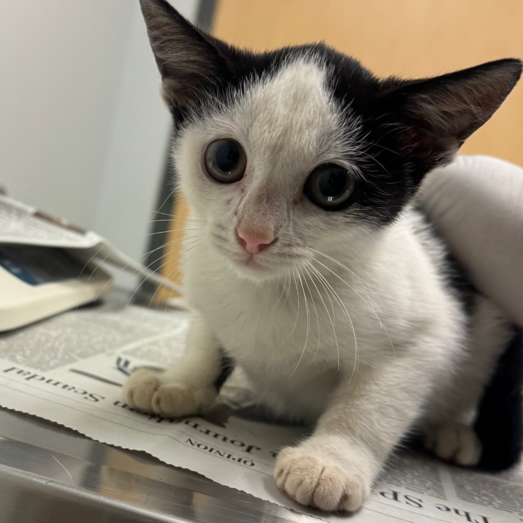 BLAIR - Domestic Shorthair available for adoption