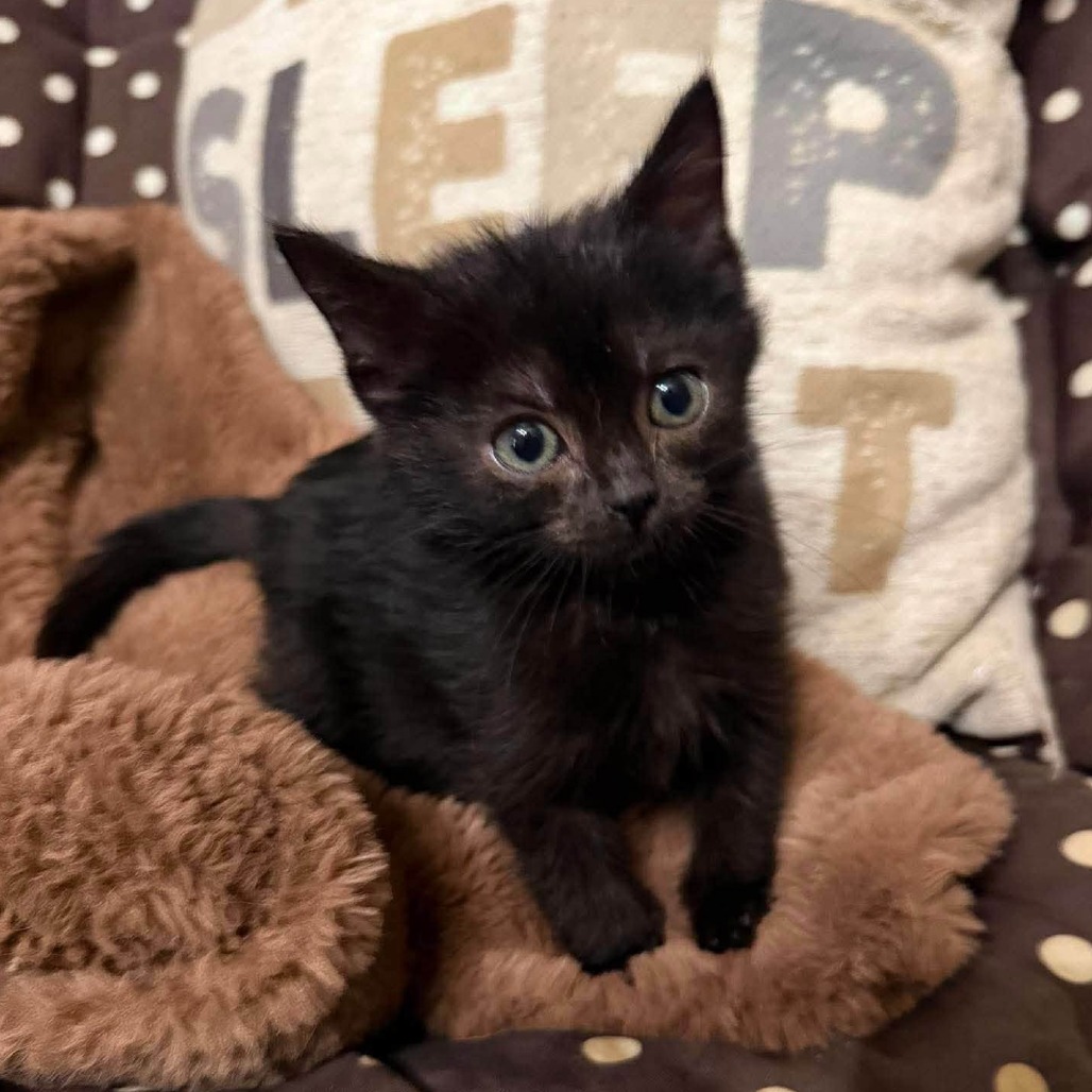 BATMAN (BONDED WITH ROBIN) - Domestic Shorthair available for adoption