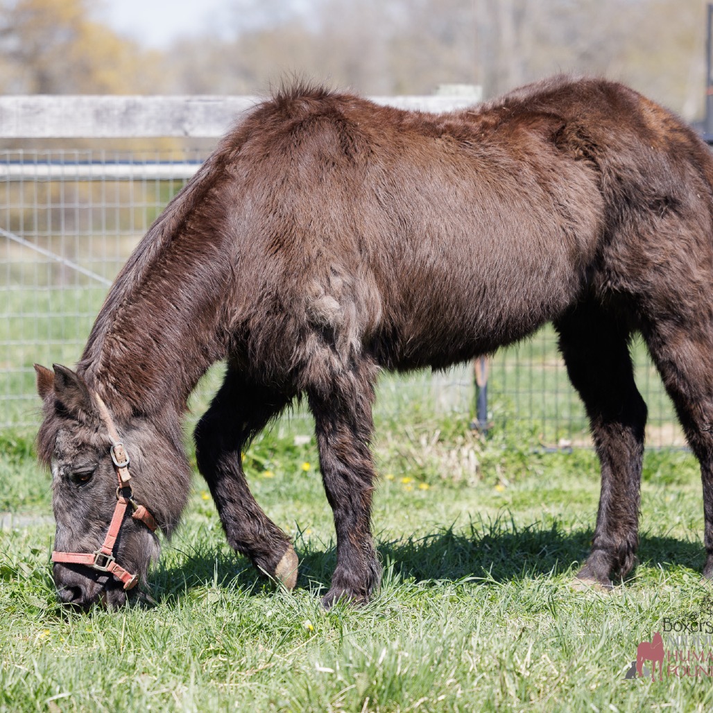 ORPHAN ANNIE - Pony / Other available for adoption
