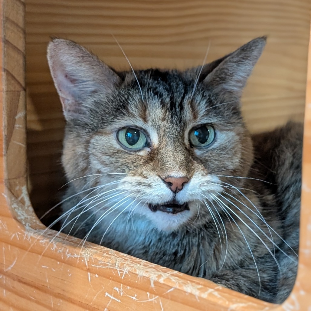 BABY - Domestic Shorthair available for adoption