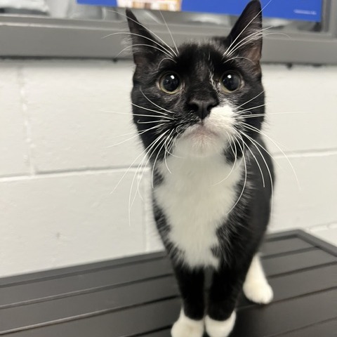 ATTICUS - Domestic Shorthair available for adoption