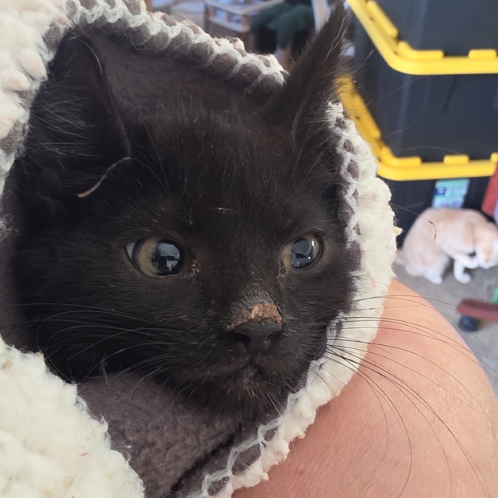 SABRINA - Domestic Shorthair available for adoption