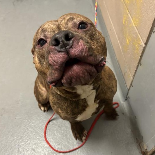 Pit Bull