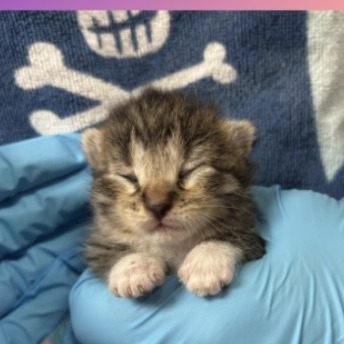 TILLY - Domestic Shorthair available for adoption
