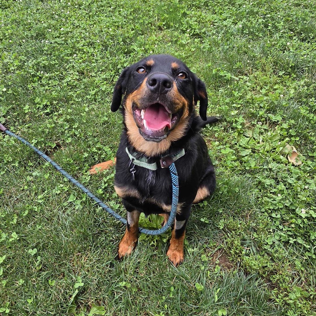 MAZIE - Mixed Breed (Medium) available for adoption
