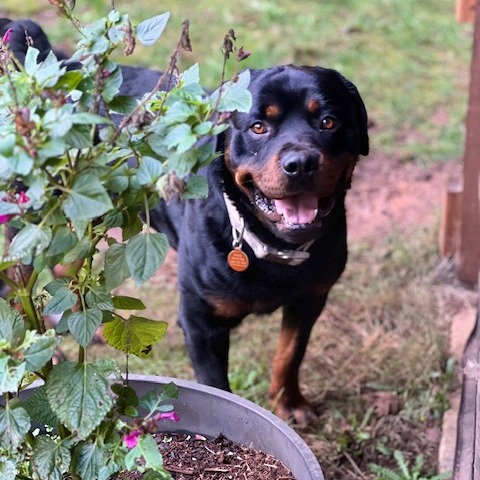 RUGER - Mixed Breed (Large) / Rottweiler for adoption in Vancouver