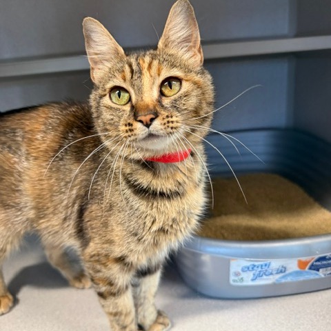 YOWLA - Domestic Shorthair available for adoption