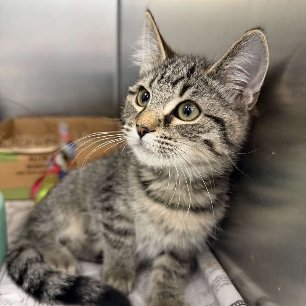 SAKURA - Domestic Shorthair available for adoption