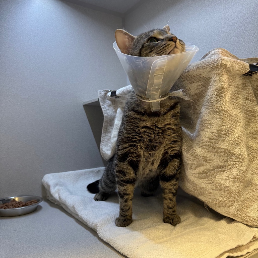 Photo of Sashimi 7