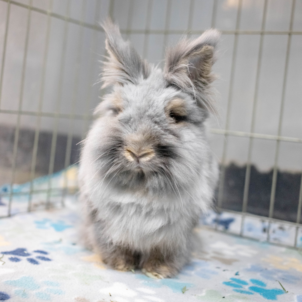 Chowder (bonded with Penny), photo 5