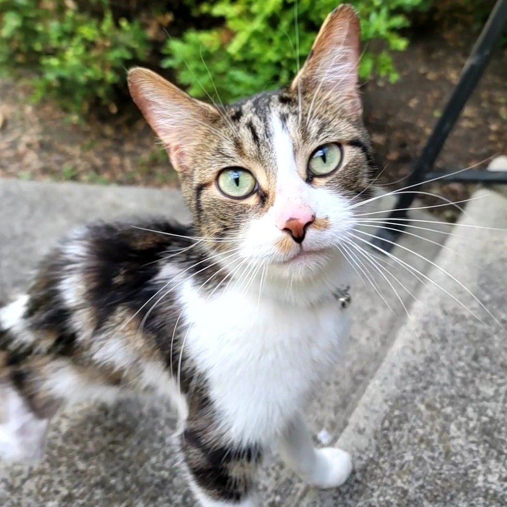 Rufus
