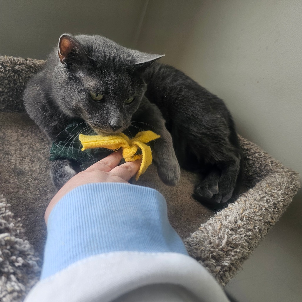 Bronson — thumbnail 3