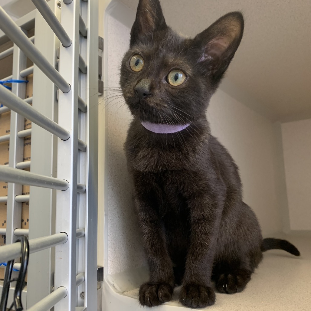Daphne (purple collar) - Domestic Shorthair/Mix