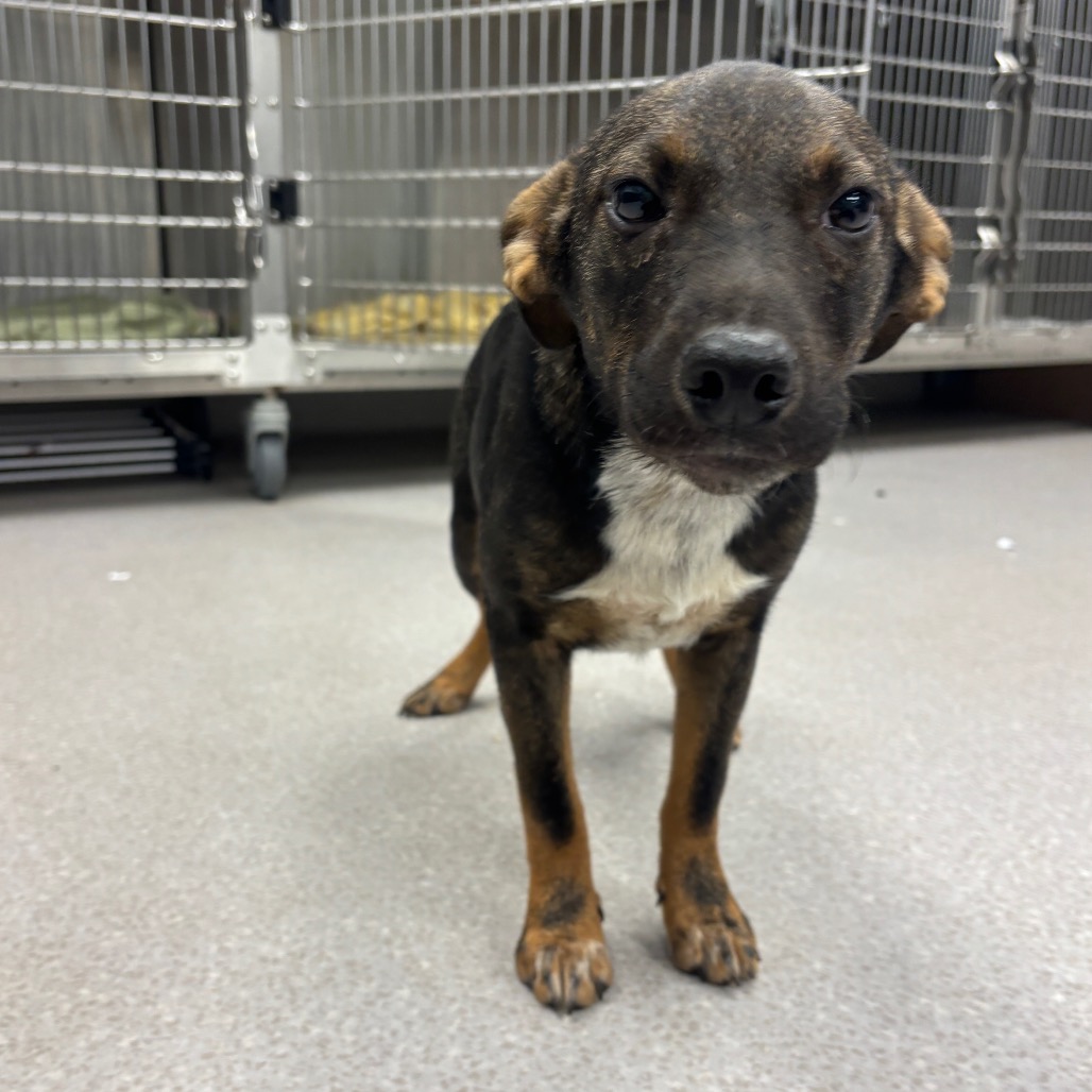 SAVANNAH - Cattle Dog, Australian (Red Heeler) / Shepherd available for adoption
