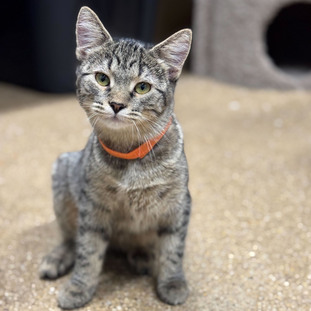 Addison (k2026), photo 7