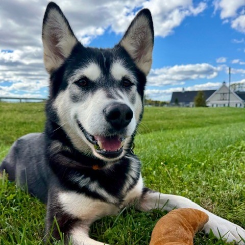 COMET - Husky / Malamute, Alaskan available for adoption