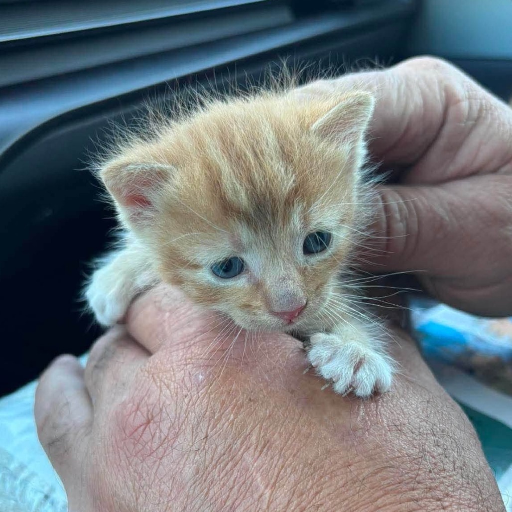 CHEETO - Domestic Shorthair available for adoption