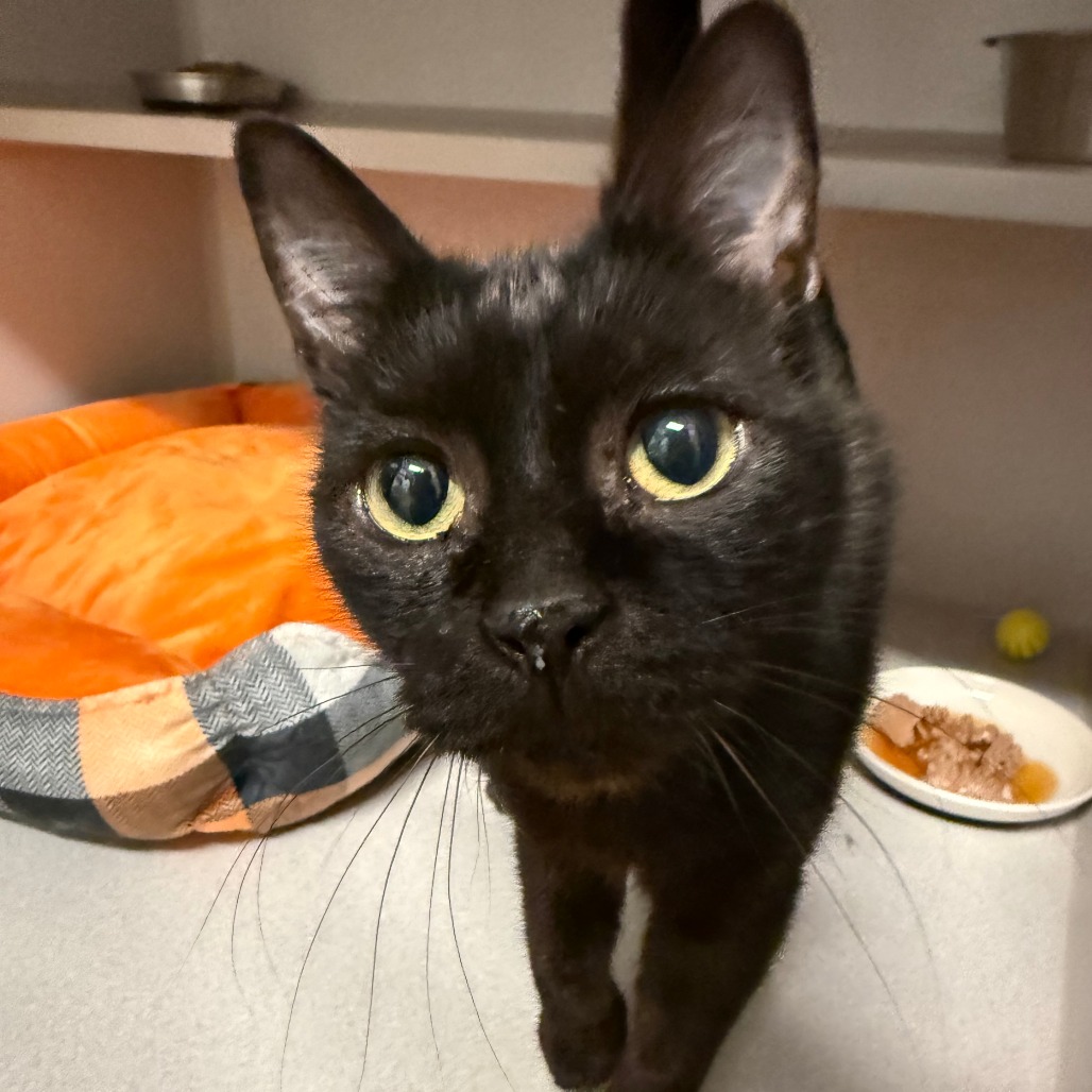 COCOA BEANS - Domestic Shorthair available for adoption
