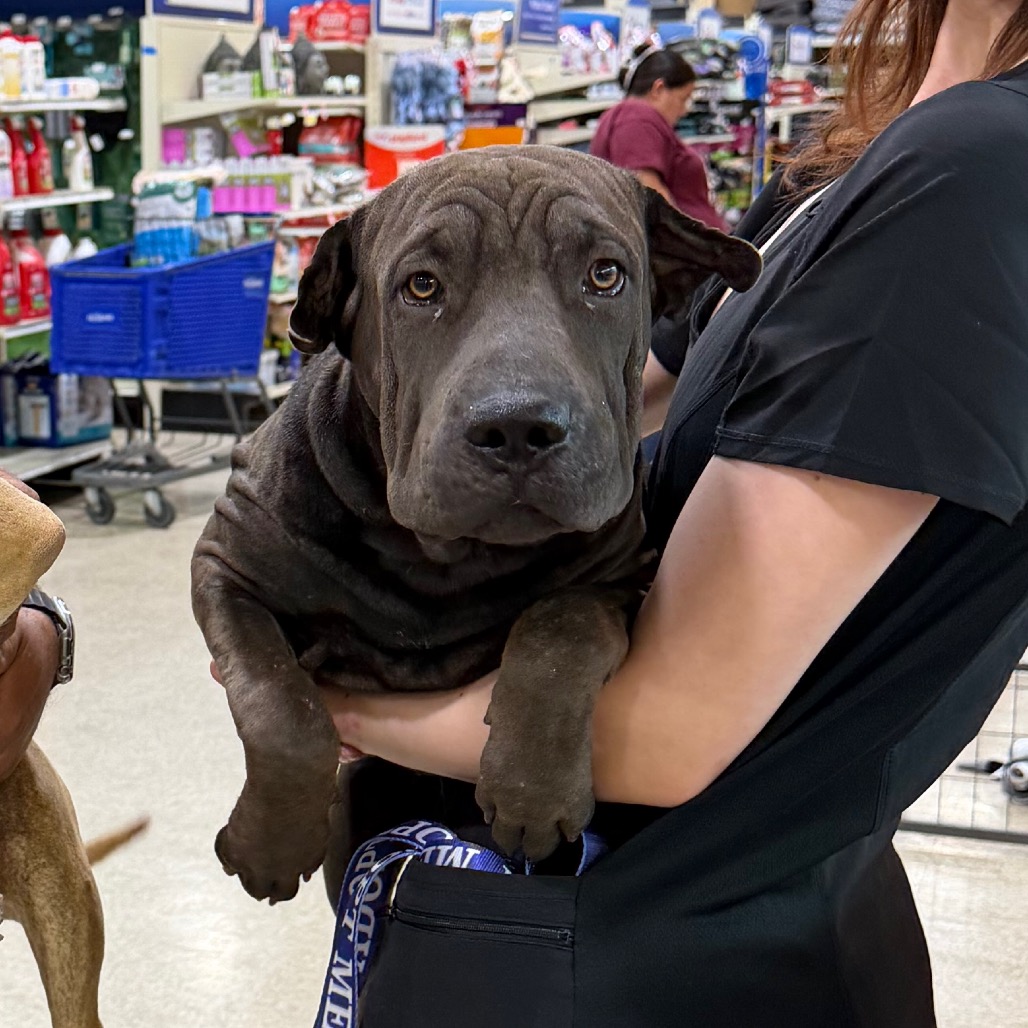 FWT ROCKY - Pei / Shar available for adoption