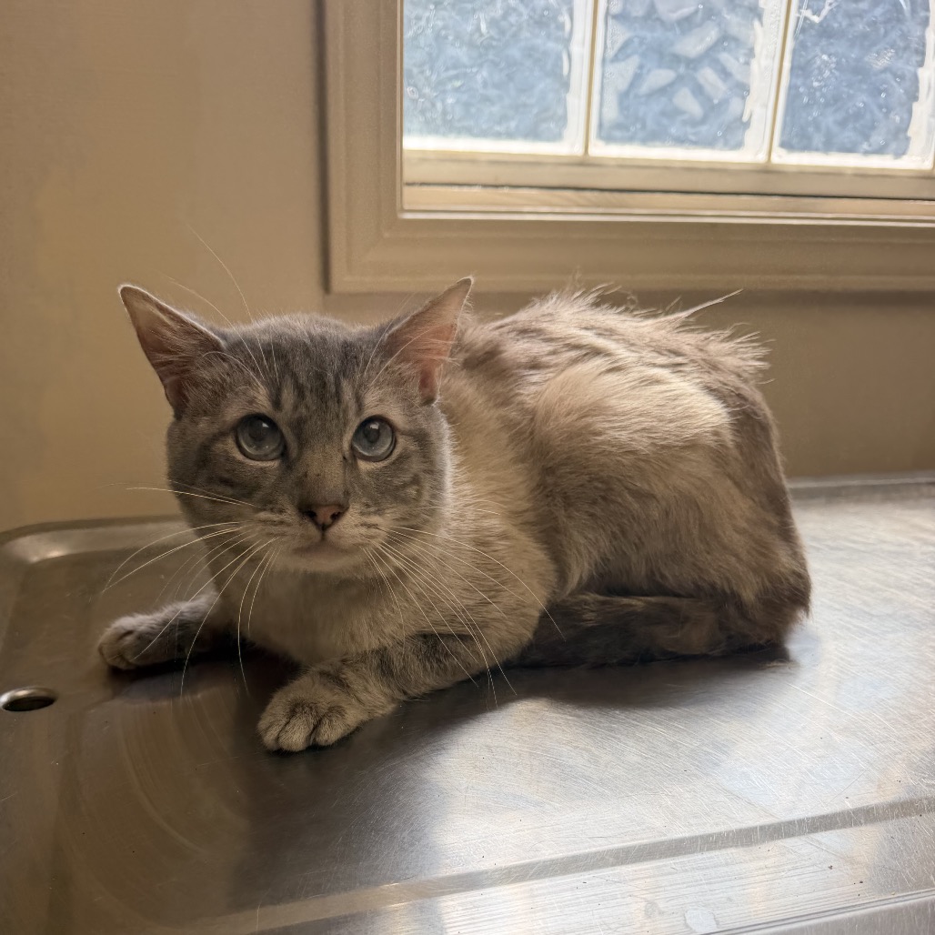 Tusc Stray 85435