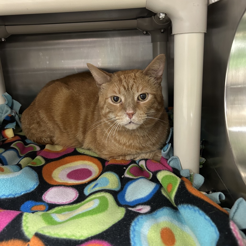Garfield