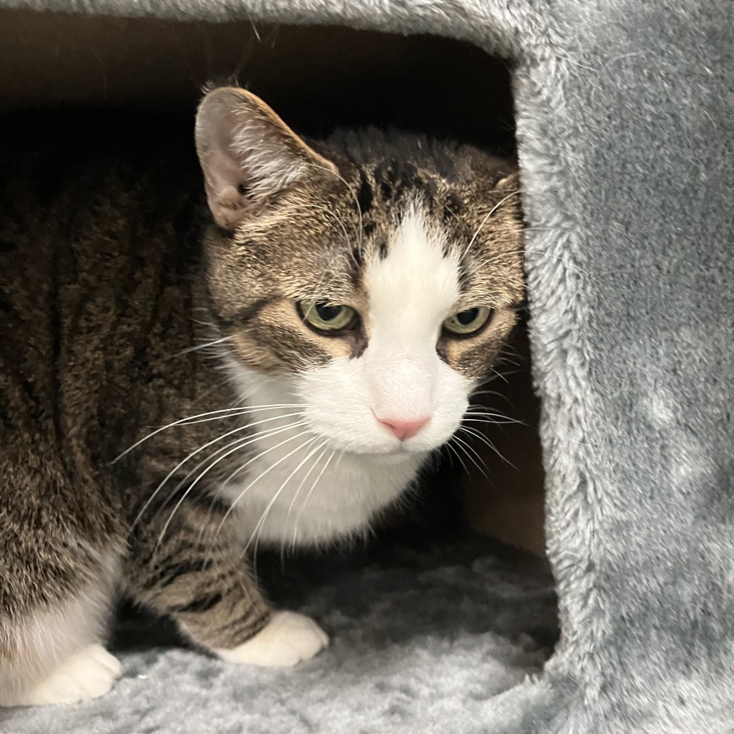 Aramis — thumbnail 3