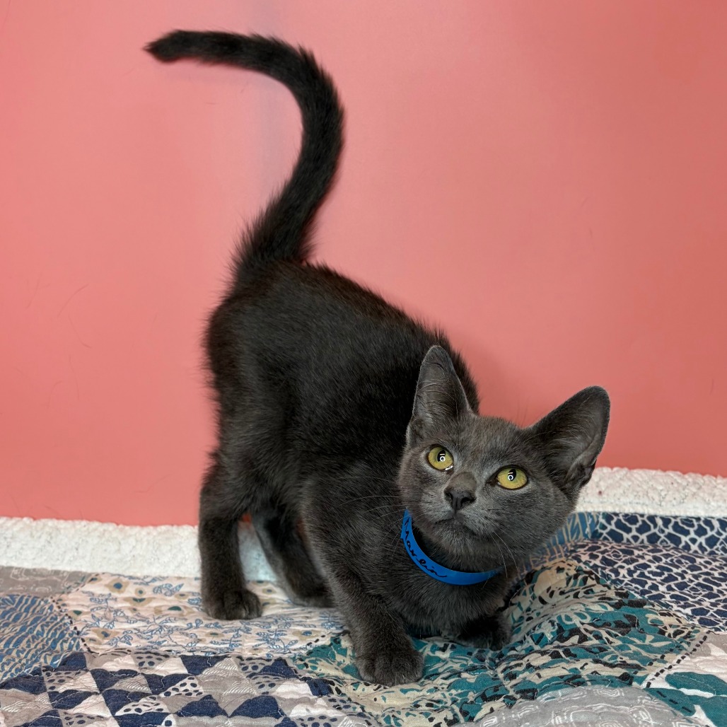 MARLIN - Domestic Shorthair / Russian Blue available for adoption