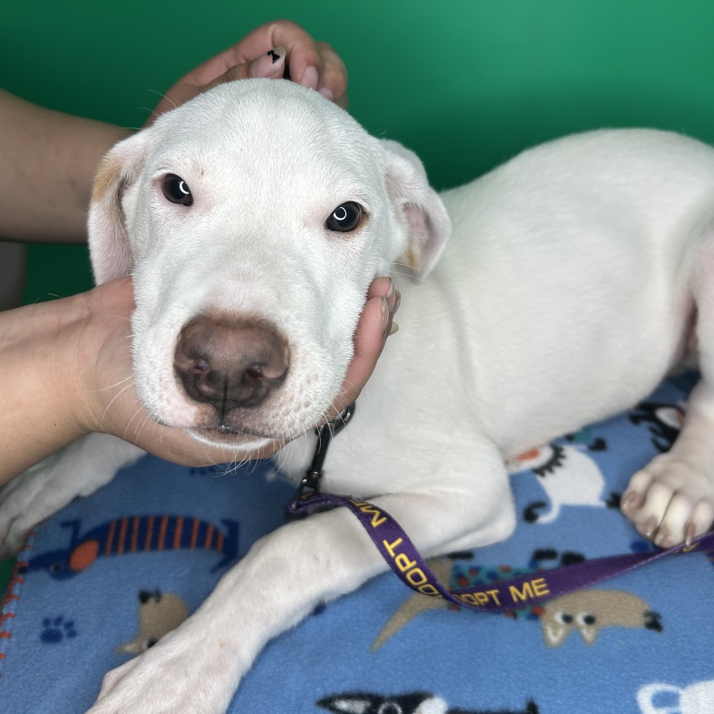 QUESO - Retriever, Labrador / Terrier, American Staffordshire available for adoption