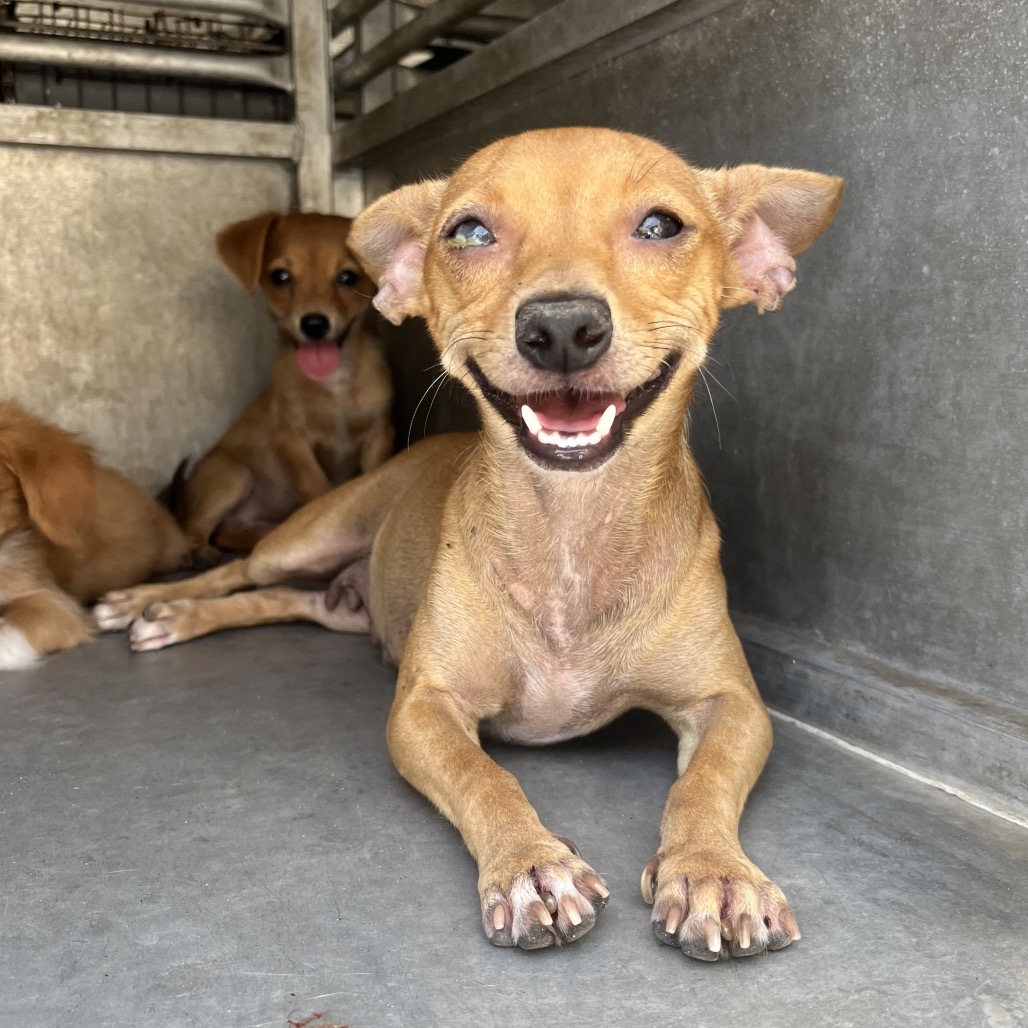 MELINA - Chihuahua available for adoption