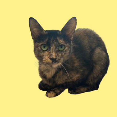 Tusc Stray 81752