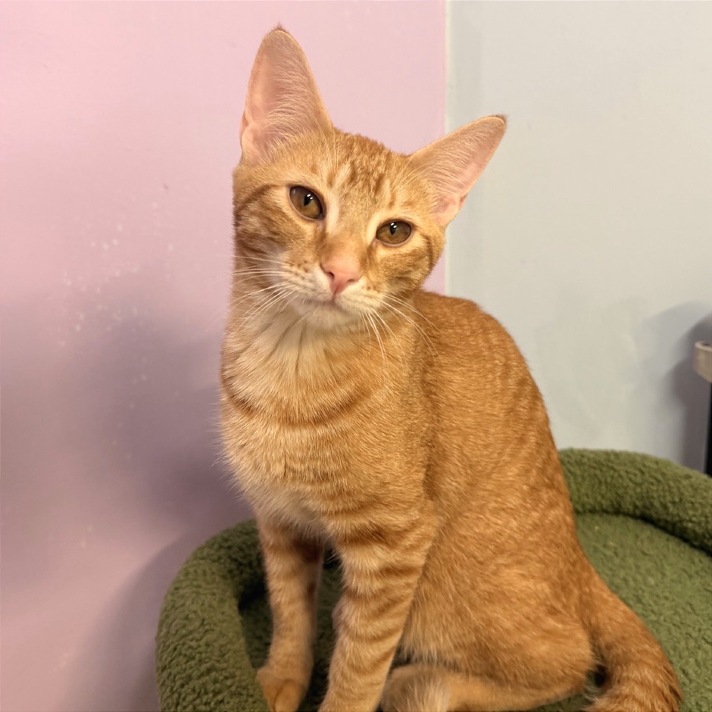 ARES - Domestic Shorthair available for adoption