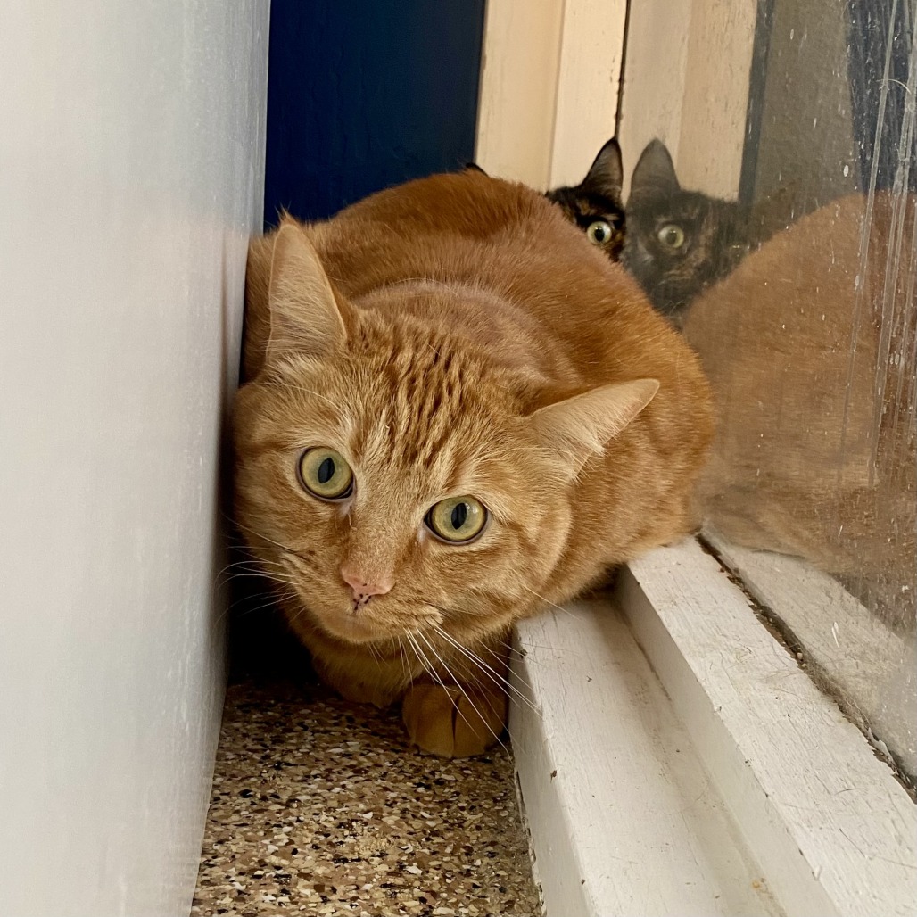 Fishstick: Male 73 Domestic Shorthair