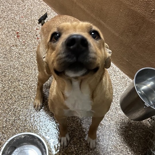 Honey — thumbnail 3