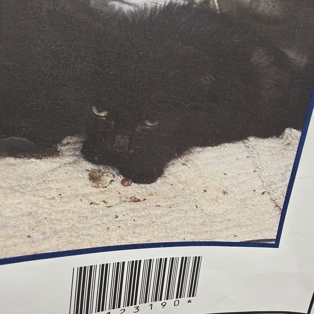 PAWLY - Domestic Shorthair available for adoption