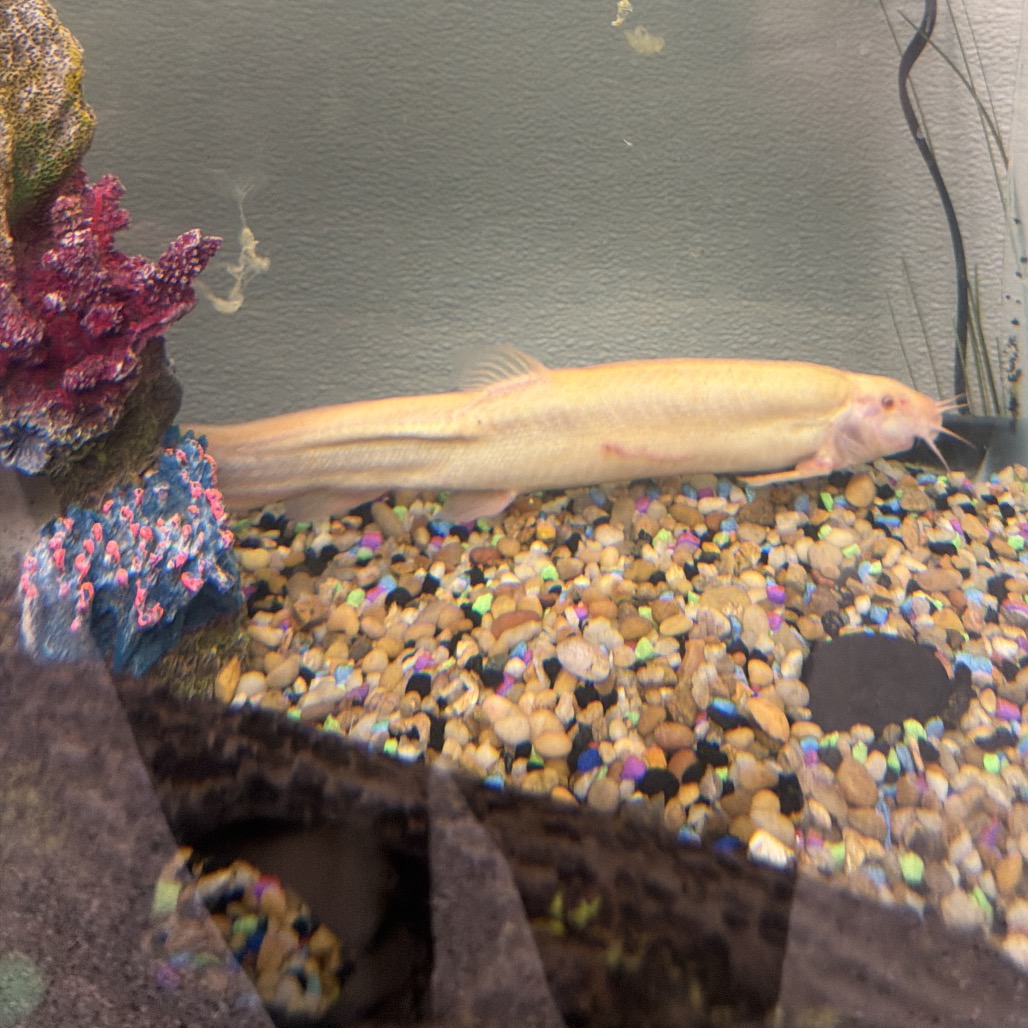 DOJA LOACH - Unknown available for adoption