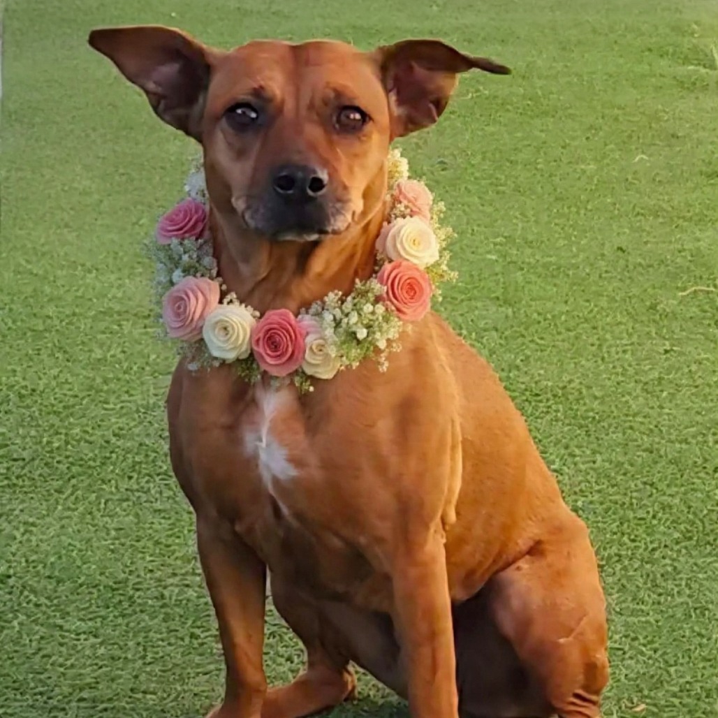CINNAMON - PAWS - Mixed Breed (Medium) for adoption in Las Cruces