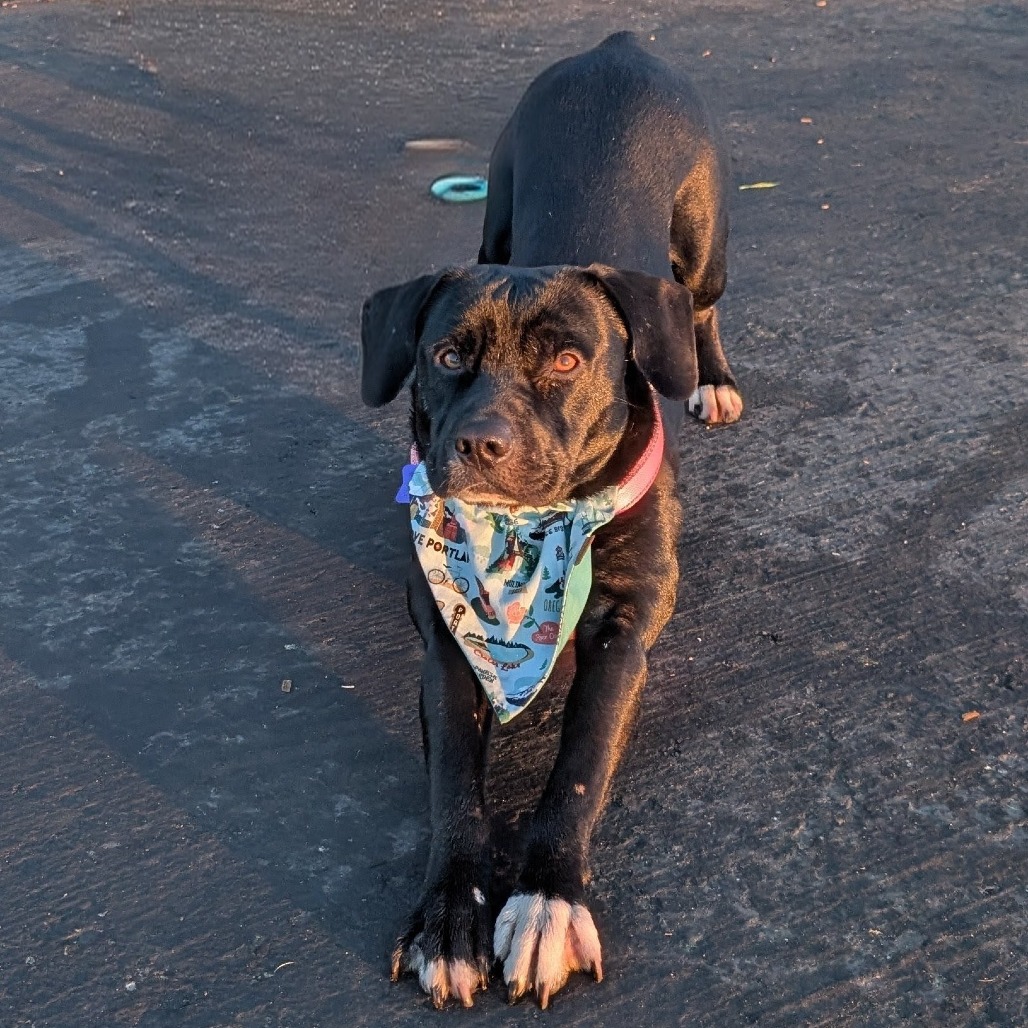 Vesper — thumbnail 4