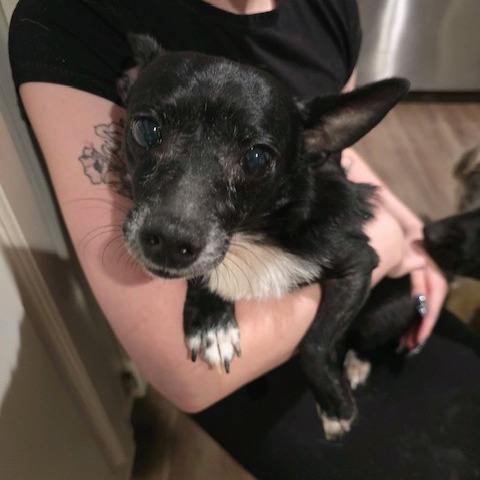 Houdini, photo 9